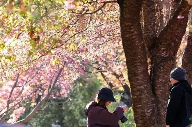 大理樱花是什么品种_大理樱花谷图片_