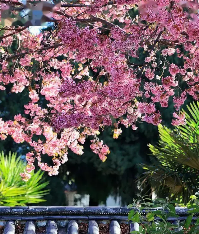 大理樱花是什么品种_大理樱花谷图片_