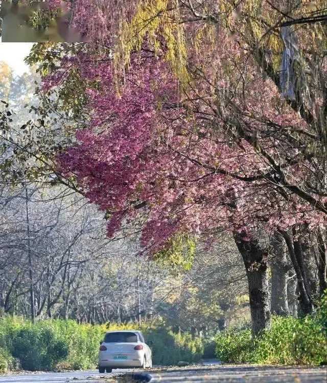 大理樱花谷图片_大理樱花是什么品种_